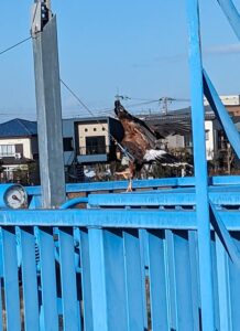 鷹匠になるには　フライト訓練