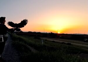 鷹匠 フライトトレーニング