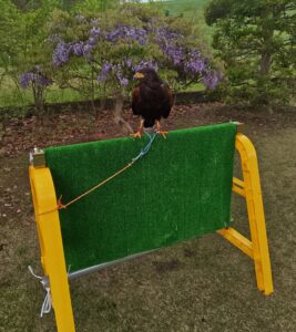 鷹の室内飼育　架垂　稽留