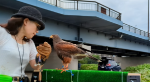 鷹匠になるには　フリーフライト