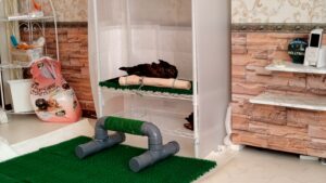 鷹　猛禽類　飼育環境