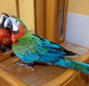 コンゴウインコのしつけ・調教