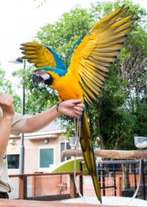 コンパニオンバード