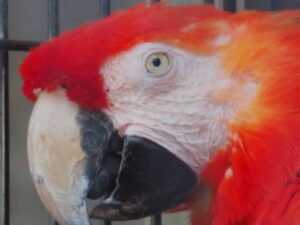 コンゴウインコのしつけ・調教