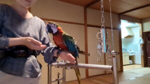 インコ　調教　手乗り訓練