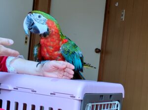 インコ　調教　手乗り訓練