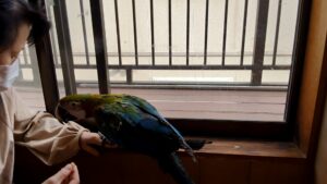 インコ　調教　手乗り訓練