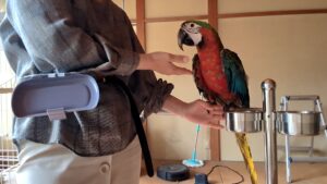 インコ　調教　手乗り訓練