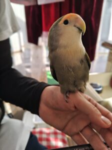 コザクラインコ　リハビリ