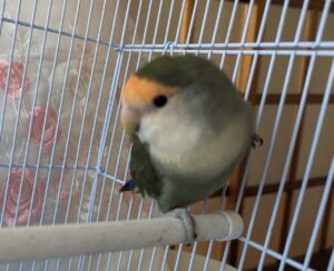 ラブバード　コザクラインコ