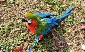 コンパニオンバード 散歩 信頼関係