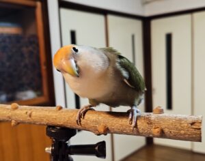ラブバード コザクラインコ コンパニオンバード