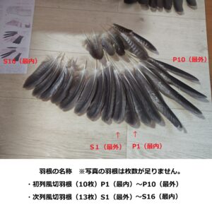 猛禽類・鳥屋・換羽期