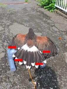 鷹の換羽 鳥屋入り
