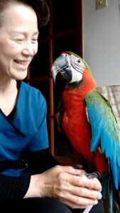行動修正トレーニングとは　インコ