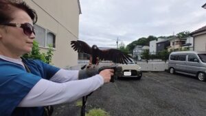 フライトトレーニング ハリスホーク