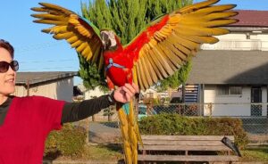 コンパニオンバード お喋り トレーニング