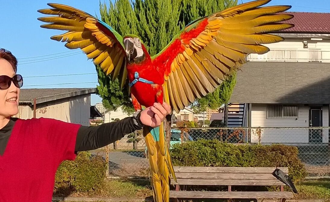 コンパニオンバード　お喋り　トレーニング