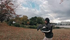 フライトトレーニング ハリスホーク