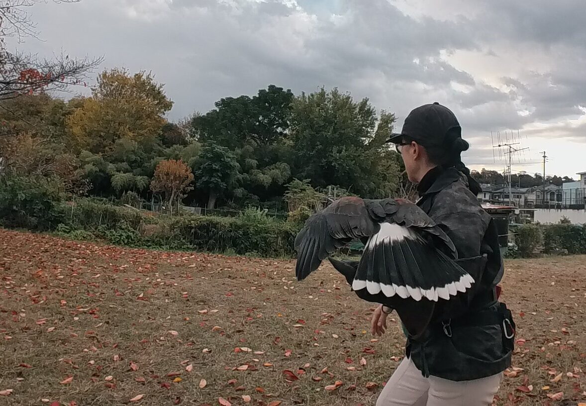 フライトトレーニング　ハリスホーク