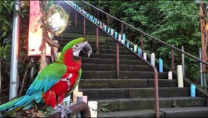 コンゴウインコ 行動修正トレーニング
