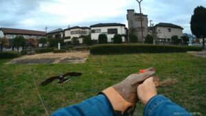 鷹匠 フライト訓練 ルアー