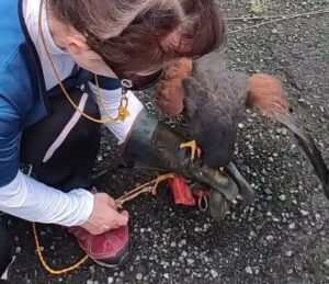 ルアー ハリスホーク