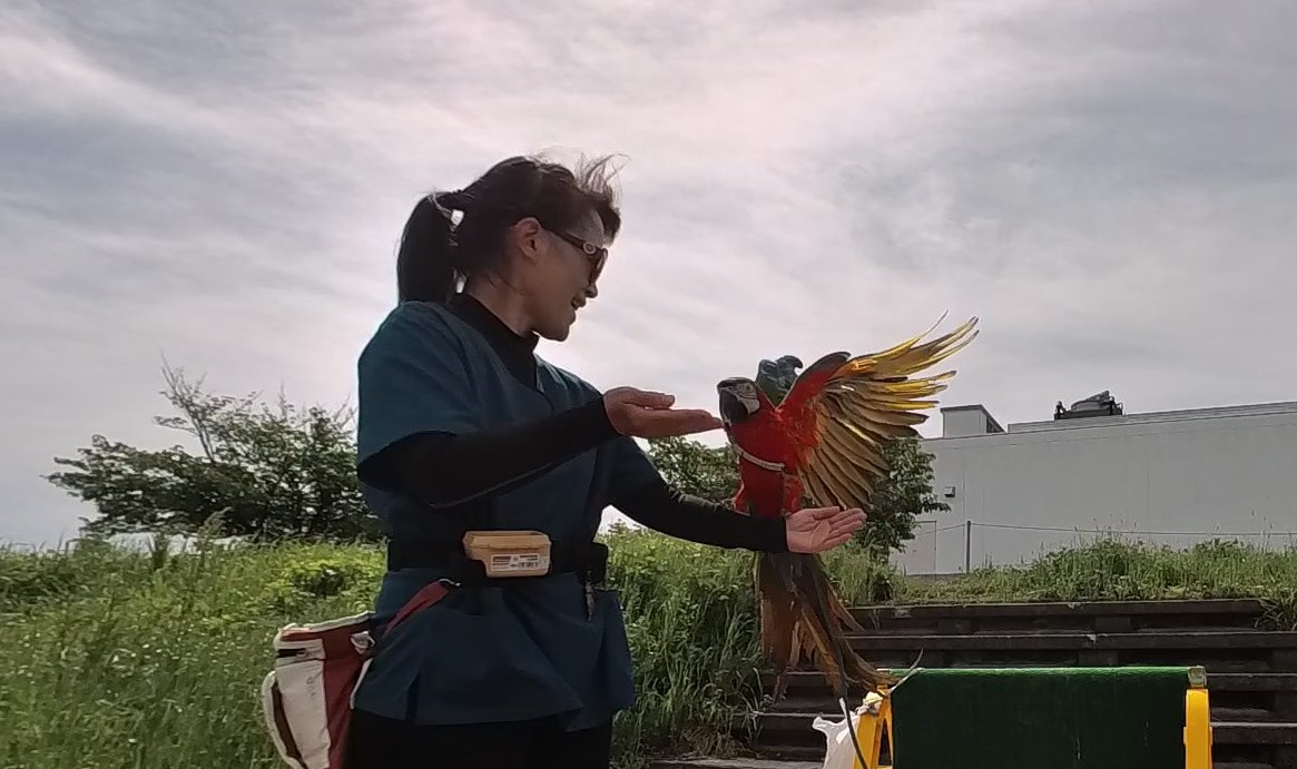 フライト訓練　コンゴウインコ