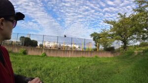 フライトトレーニング ハリスホーク