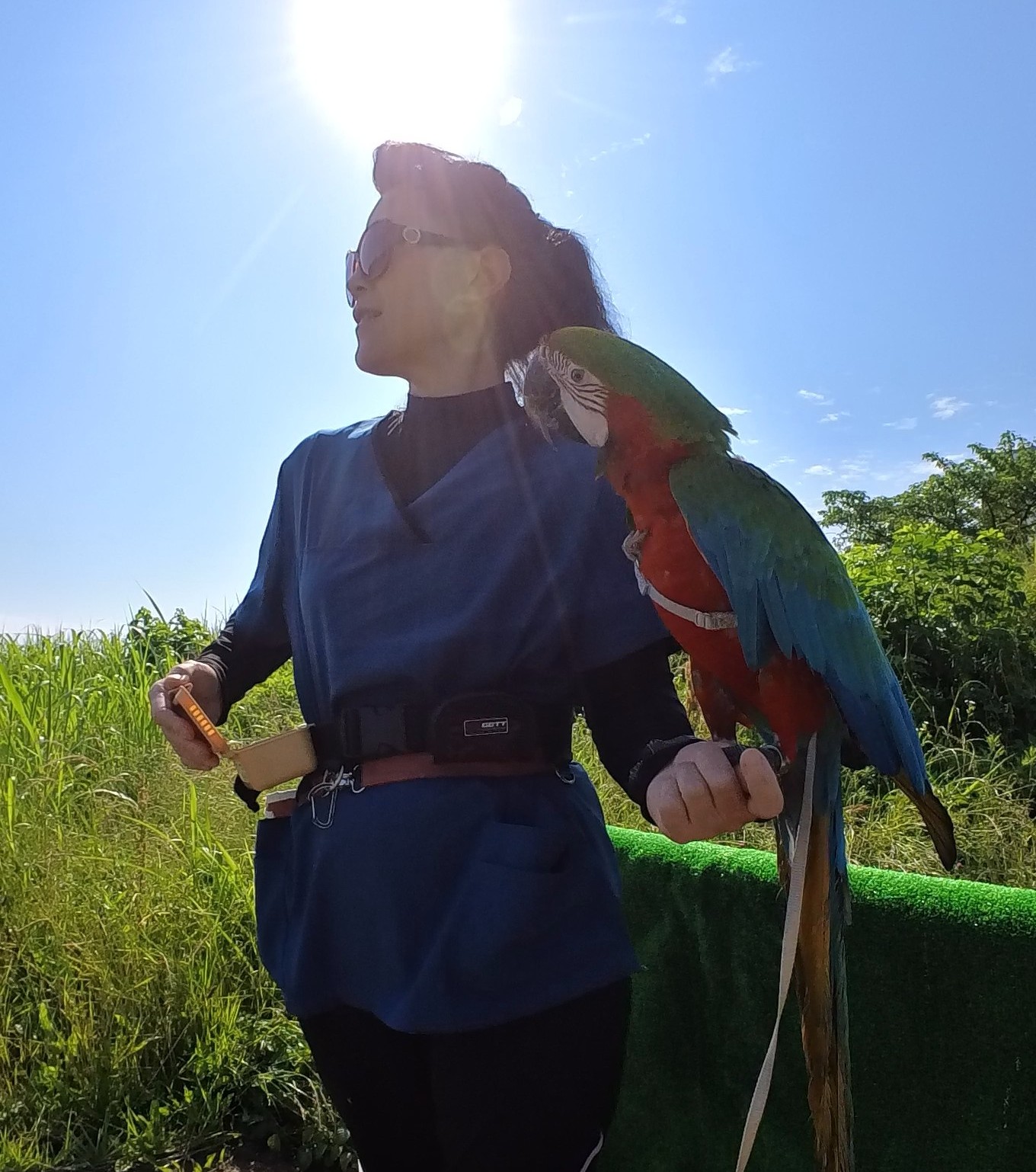 ステップアップ　インコ　オウム