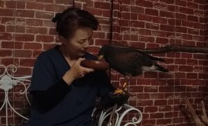 フリーフライト