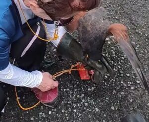 ルアー 据え上げ