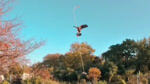 ルアートレーニング フリーフライト