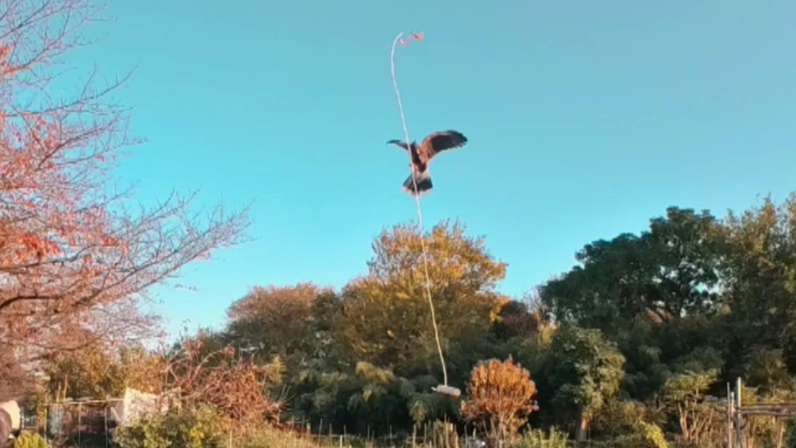 ルアートレーニング　フリーフライト