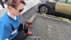 ルアー 据え上げ