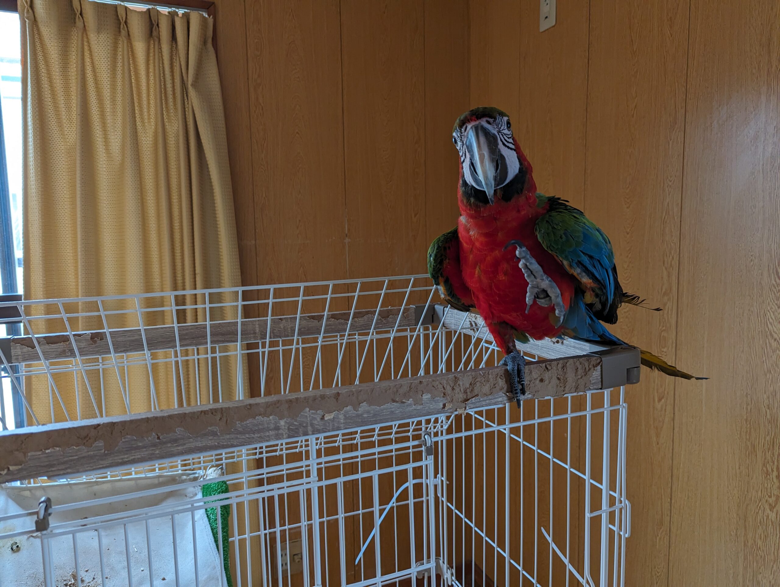 インコ　オウム　お喋り