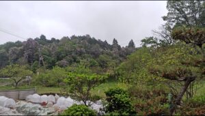 フライトトレーニング ハリスホーク