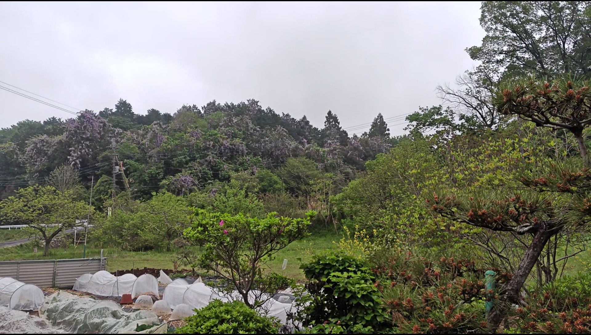 フライトトレーニング　ハリスホーク