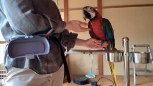 ステップアップ インコ・オウム