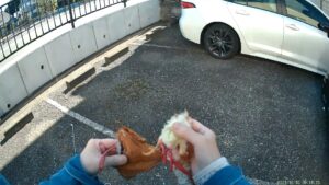 鷹の訓練 ルアー 疑似餌