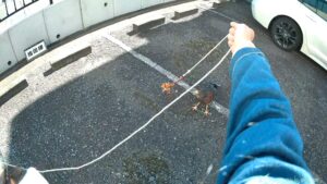 ルアー紹介 ハリスホーク