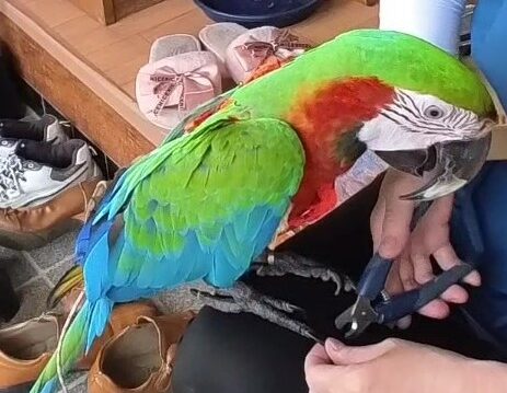 慣らしトレーニング　爪切り