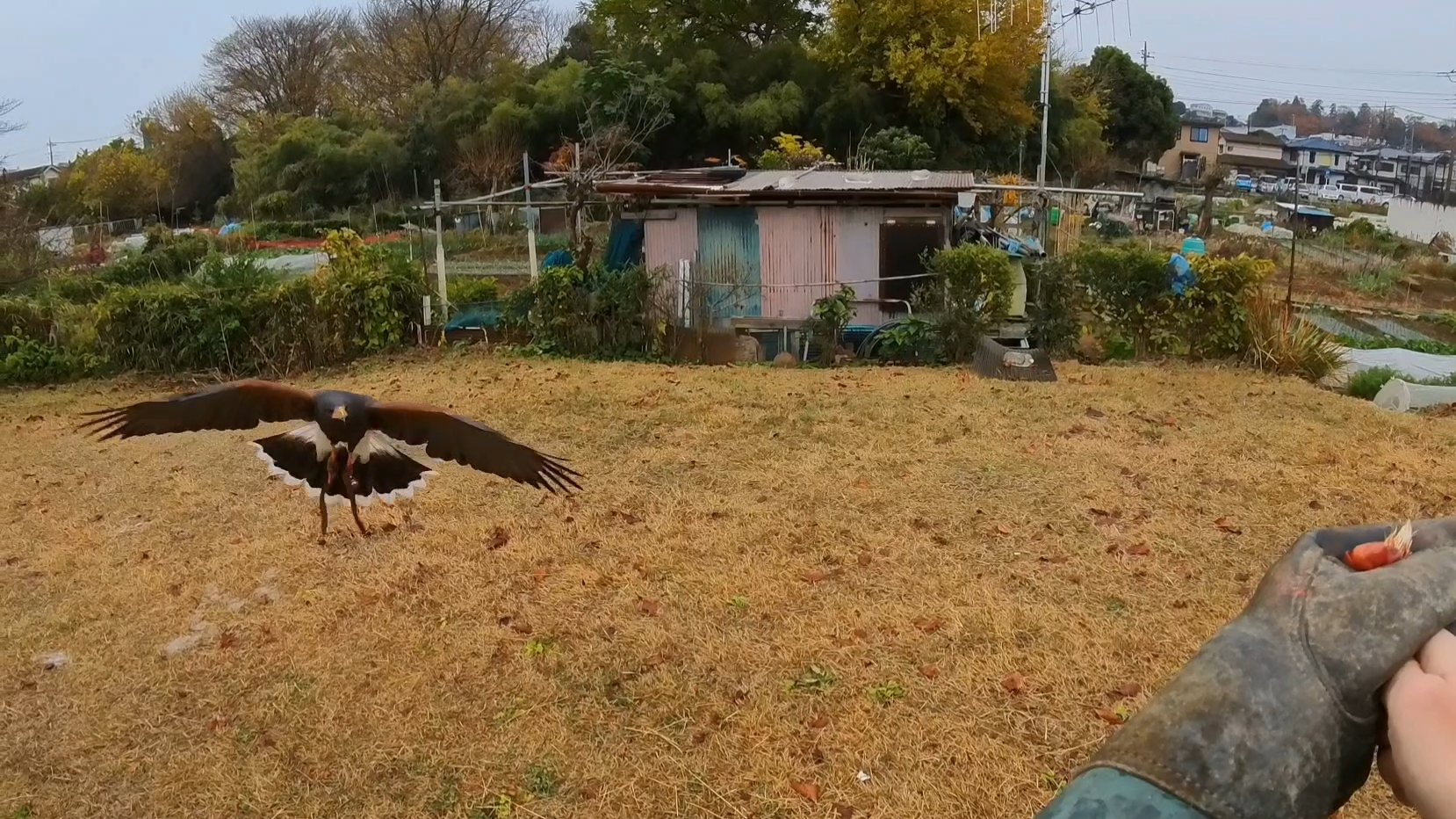 猛禽類の体重　代謝