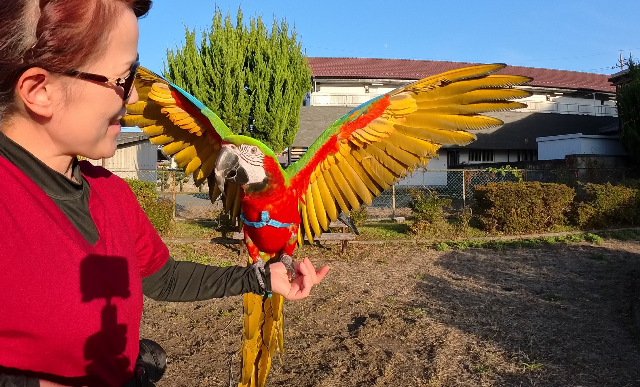 コンパニオンバード