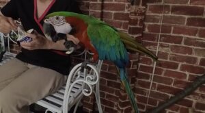 コンパニオンバード