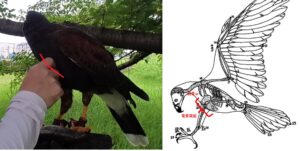 竜骨突起　肉色当て