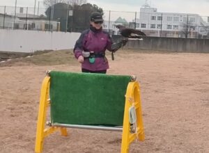 フライトフェスタ 猛禽類