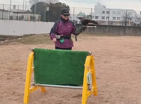 フライトフェスタ　猛禽類