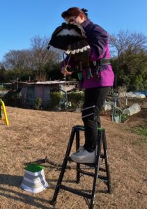 フライトフェスタ 猛禽類