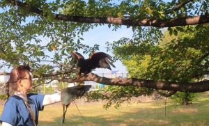 スモールステップス　鷹匠